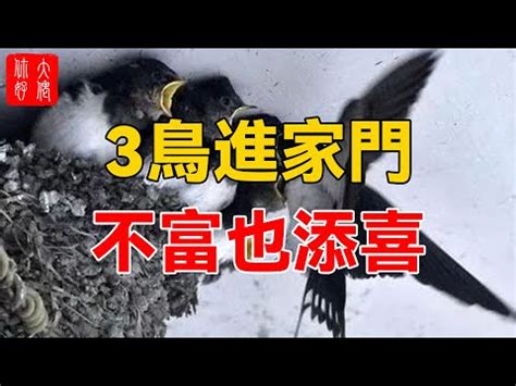 鳥來築巢 風水 屁股黑斑